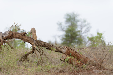 Cheetah in the wilderness of Africa, cheetah cub, cheetah mom