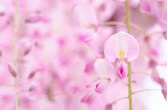 藤の花 Images Browse 5 852 Stock Photos Vectors And Video Adobe Stock