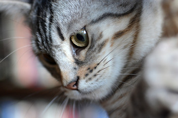 Naklejka premium my beautiful Bengal cat