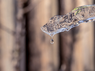 Melting ice with water drop on blurry background, Close up