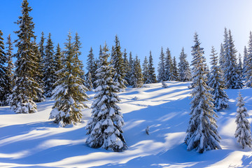 Obraz na płótnie Canvas Trees in beautiful winter landscape of Gasienicowa valley after fresh snowfall, Tatra Mountains, Poland