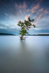 Tree By Lake Against Sky