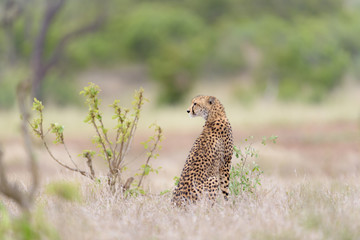 Cheetah in the wilderness of Africa, cheetah cub, cheetah mom