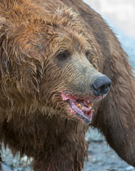 Brown Bear fishing for Salmon at McNeil River, Alaska