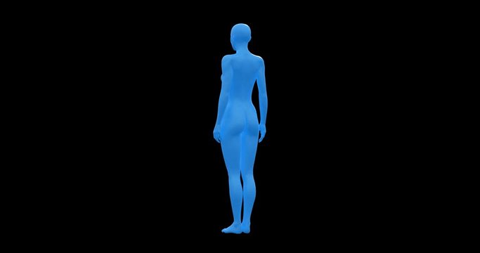 Woman, Female Body, 3D Wireframe Model, Seamless Loop, Transparent with Alpha
