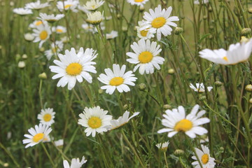 Fototapeta premium Valley of flower