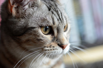 my beautiful Bengal cat