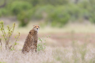 Cheetah in the wilderness of Africa, cheetah cub, cheetah mom