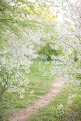 a path in a blooming spring garden