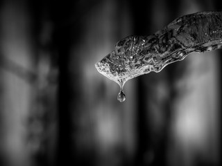 Blck and white image of melting ice with water drop on blurry background, Close up