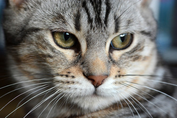 my beautiful Bengal cat