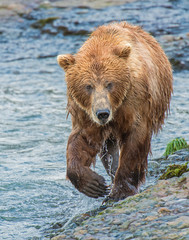 Fototapeta na wymiar Brown Bear fishing for Salmon at McNeil River, Alaska