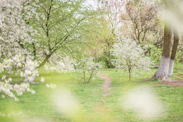 a path in a blooming spring garden