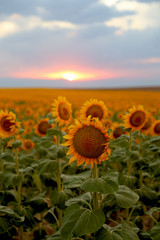 Fototapeta premium Plight of the sunflowers 