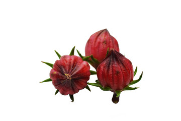 Roselle flowers on a white background