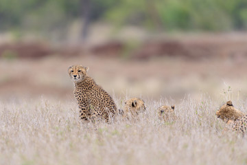 Cheetah in the wilderness of Africa, cheetah cub, cheetah mom