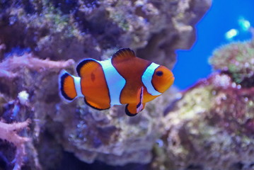 Fototapeta na wymiar A clown fish swimming inside an aquarium