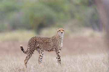 Cheetah in the wilderness of Africa, cheetah cub, cheetah mom