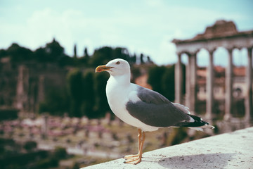 Mediterranean gull seating on stones of Roman forum in Rome, Italy