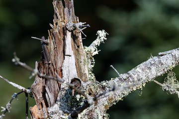 Nature Abstract: Once A Mighty Tree Now Weathered, Broken and Discarded