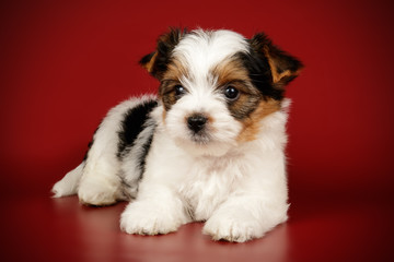 Biewer Yorkshire Terrier on colored backgrounds