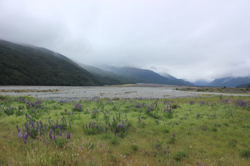 Valley of flower