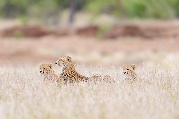 Cheetah in the wilderness of Africa, cheetah cub, cheetah mom
