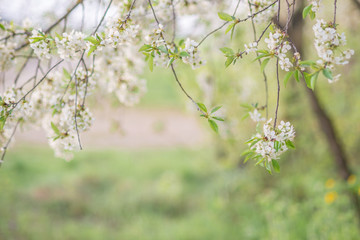 spring blooming garden of Apple and cherry trees white green