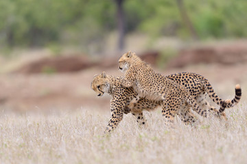 Cheetah in the wilderness of Africa, cheetah cub, cheetah mom