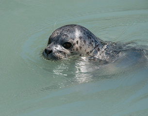 Harbor Seal