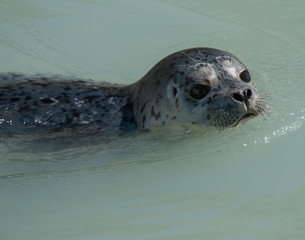 Naklejka premium Harbor Seal