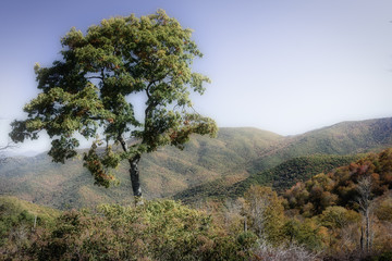 Mystic Autumn in the Appalachian Mountains Viewed Along the Blue Ridge Parkway