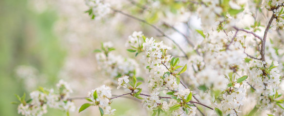 beautiful spring background for a banner, postcards with blooming cherries and Apple trees. Delicate color white and green