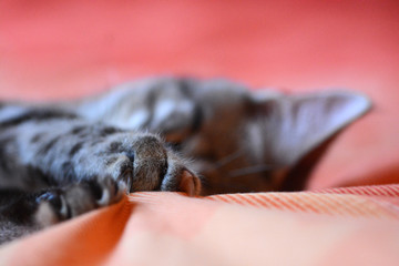 my beautiful Bengal cat