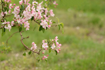 pink Apple blossoms on a background of blurred green. Spring background. Blossoming garden.