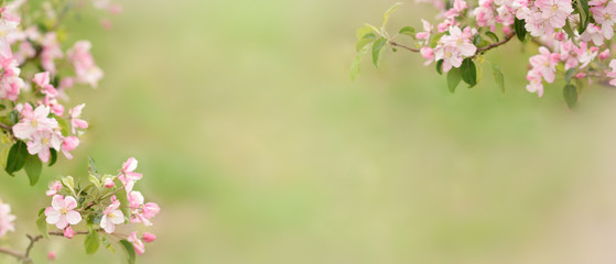 pink Apple blossoms on a background of blurred green. Spring background. Blossoming garden.