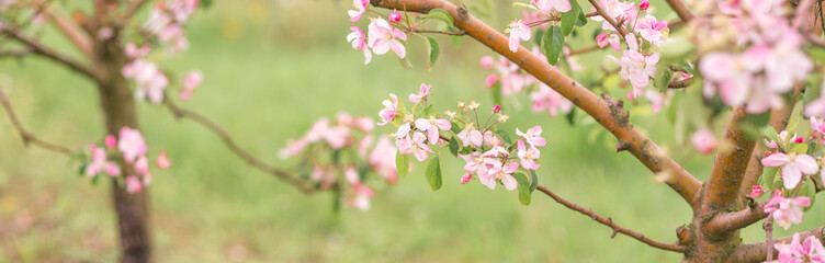 pink Apple blossoms on a background of blurred green. Spring background. Blossoming garden.