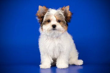 Biewer Yorkshire Terrier on colored backgrounds