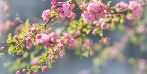 Blooming sakura tree in spring park. Pink flowers of blossoming cherry tree