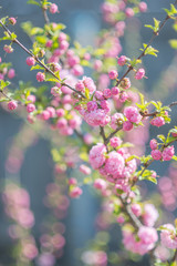 Blooming sakura tree in spring park. Pink flowers of blossoming cherry tree.