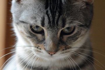 my beautiful Bengal cat