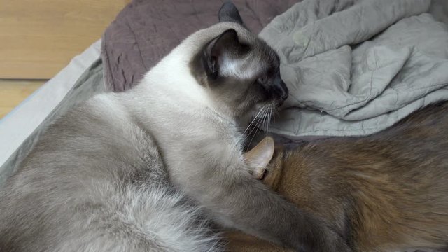Adult cat mekong bobtail and kitten somali. Kitten sucks milk in adult cat,Shot in 4K UHD