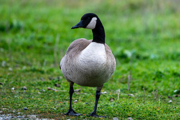 Goose on grass