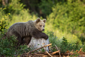 European Brown Bear, [Ursus arctos] Slovakia..