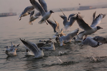 flock of white pelicans