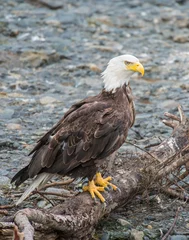 Foto op Plexiglas Bald Eagle in Alaska © David McGowen
