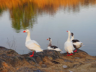 Ocas junto al río Tajo