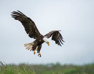 Obraz premium Bald Eagle in Alaska