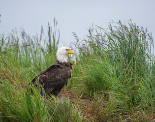 Bald Eagle in Alaska