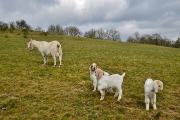 Obraz premium goats on a meadow